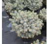 Ель колючая Глаука Компакта (Glauca Compacta) С5 на штамбе